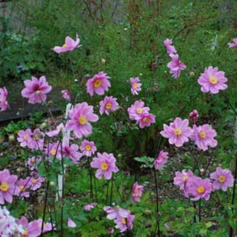 Анемона японская осенняя