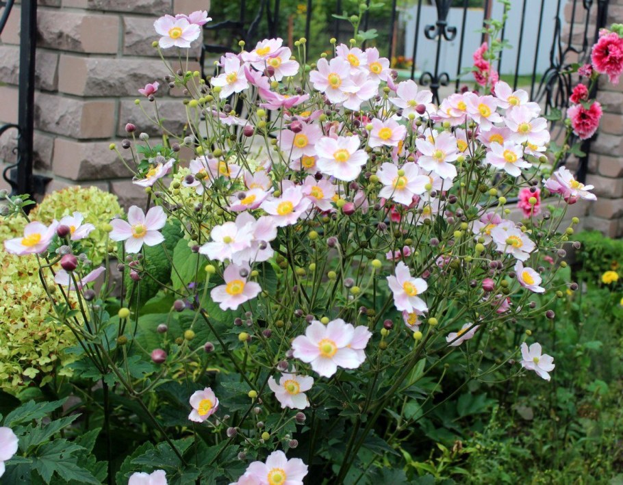 Анемона Honorine Jobert