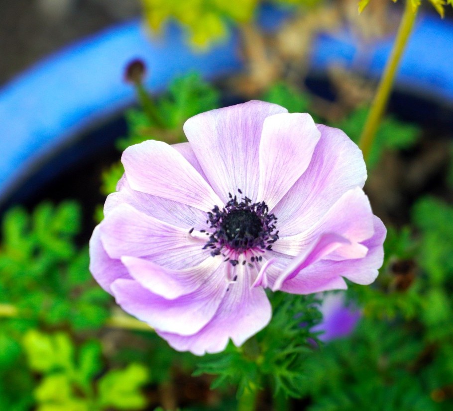 Анемон ветреница