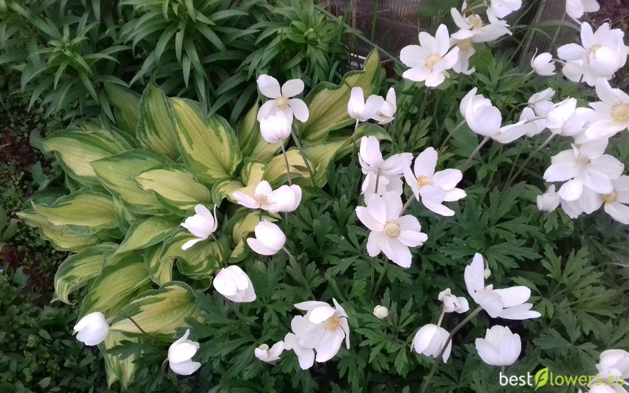 Анемона с хостой