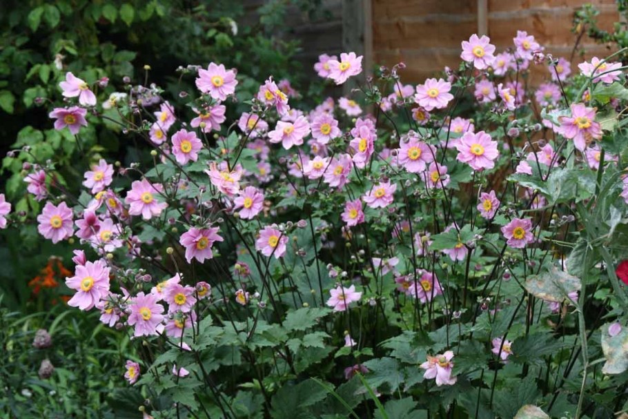 Анемона японская (Anemone japonica)