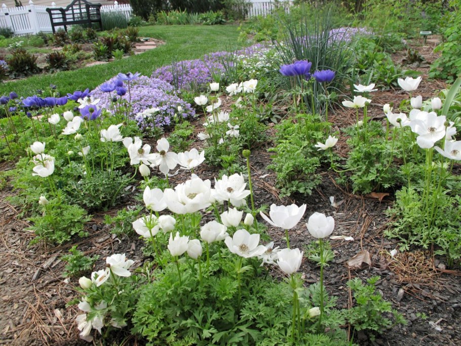 Анемона Лесная Snow White