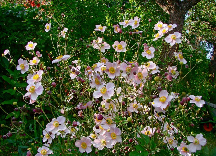 Анемона японская махровая