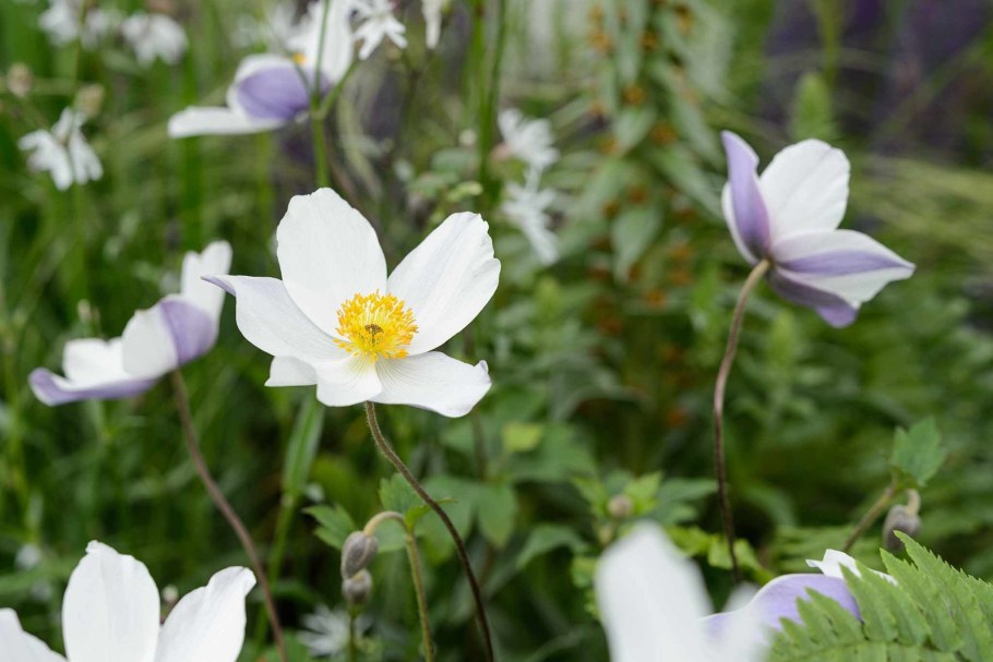 Ветреница гибридная японская