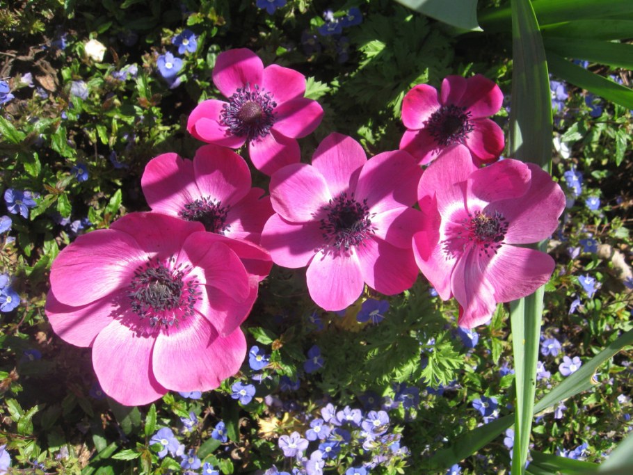 Анемона гибридная Маргарет