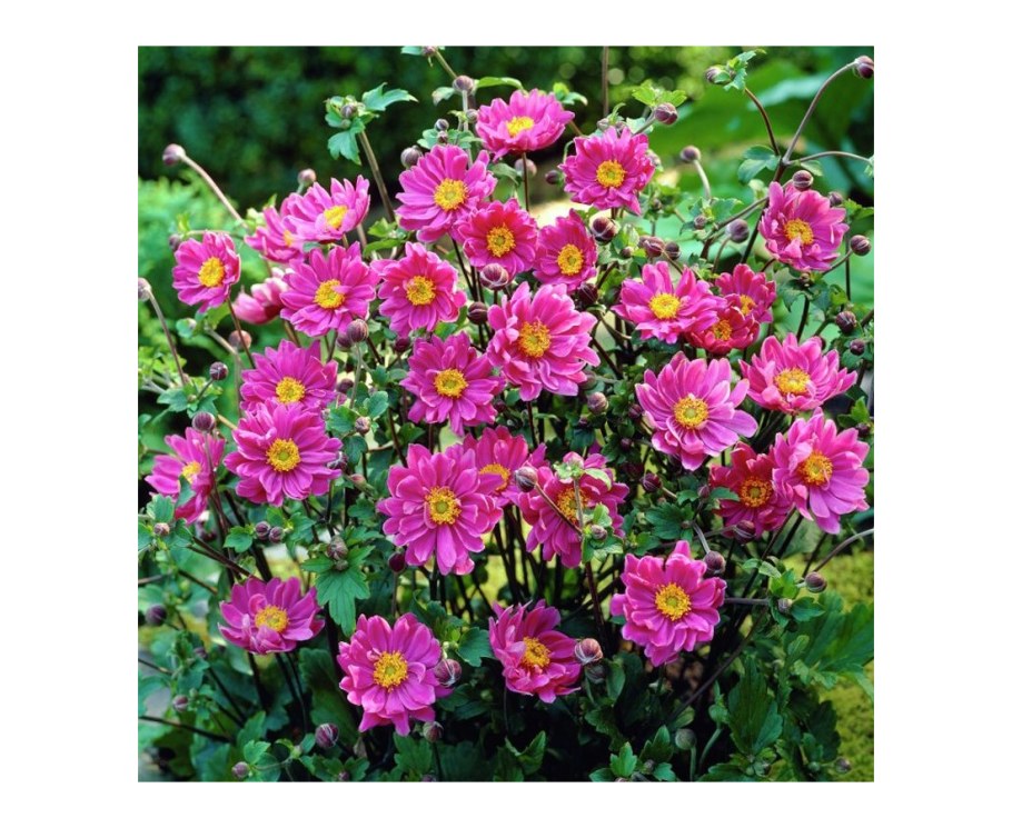 Анемона / ветреница японская Памина