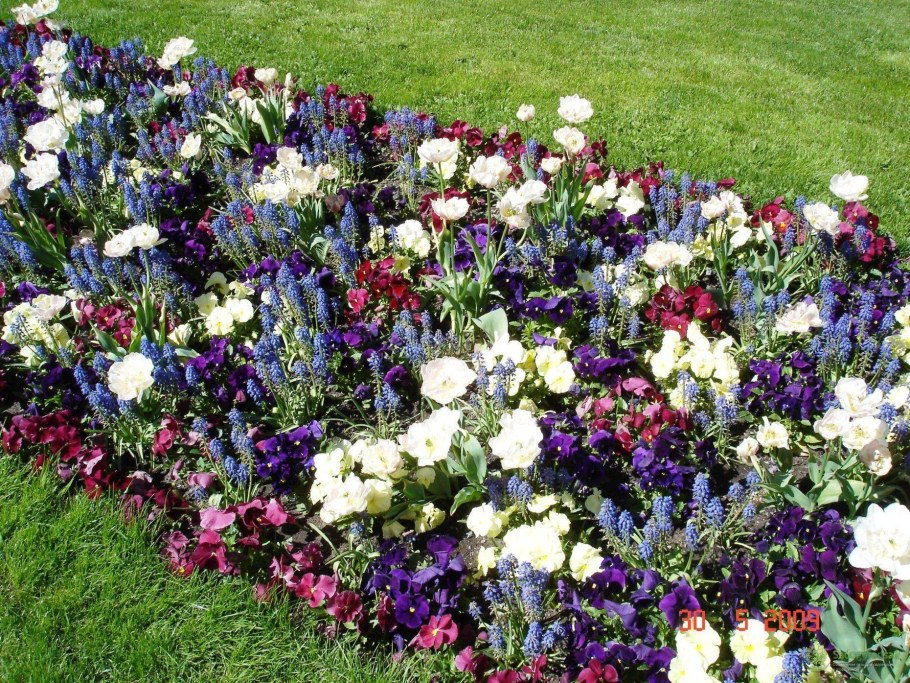 Клумба дельфиниум эустома