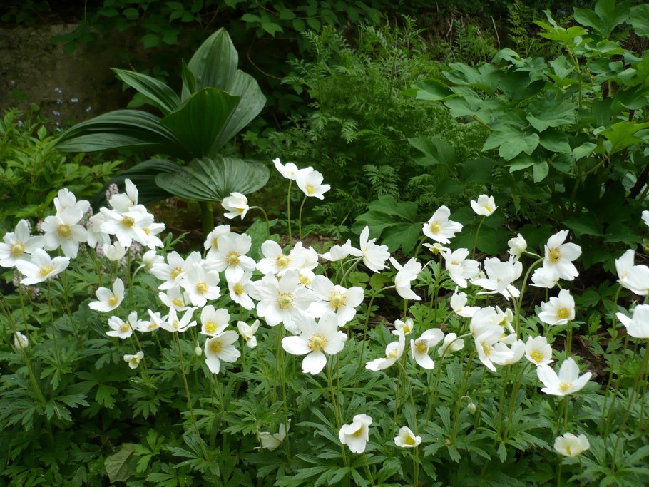 Ветреница Дубравная Вестал