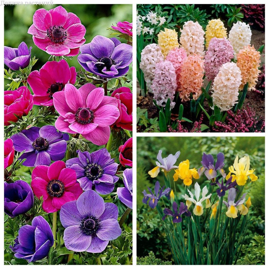 Ирис, анемоны, гиацинты