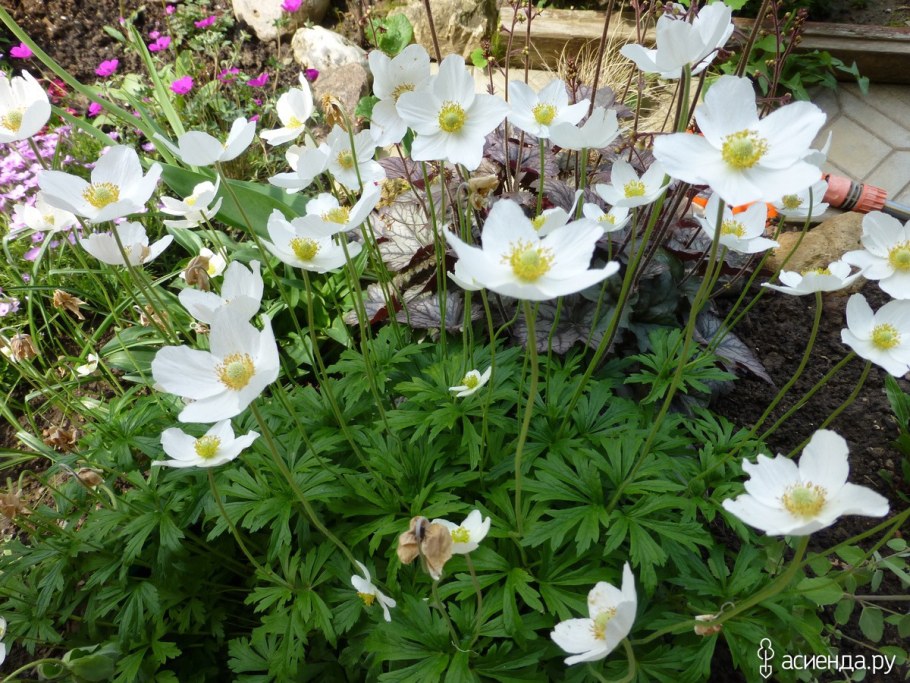 Анемона Дубравная Робинзониана