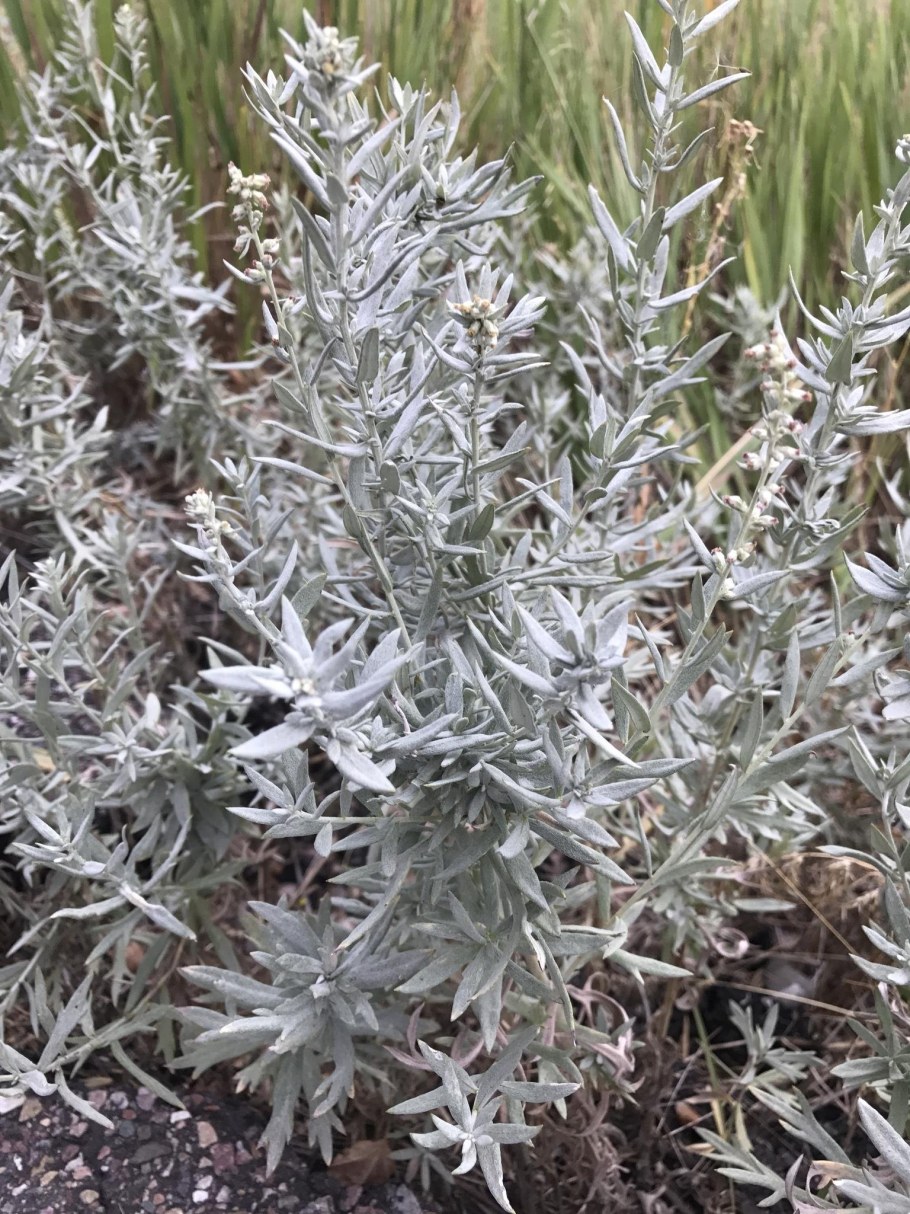 Полынь Людовика (Artemisia ludoviciana)