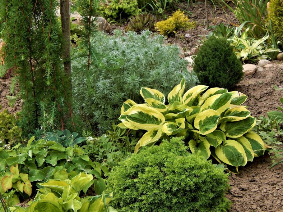 Полынь Шмидта Artemisia schmidtiana