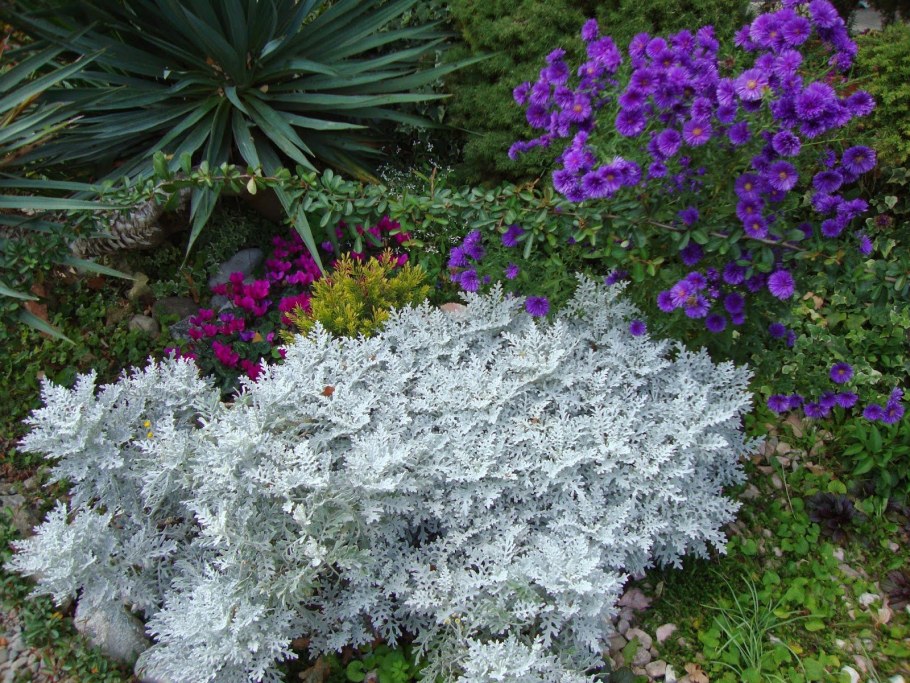 Цинерария серебристая многолетник