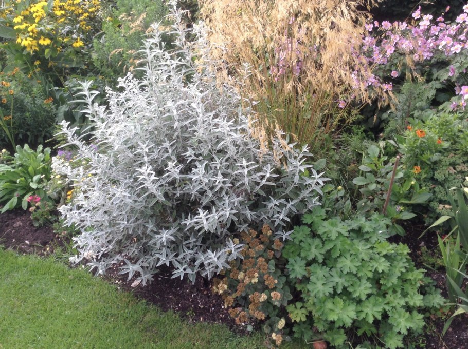 Будлея Сильвер Анниверсари