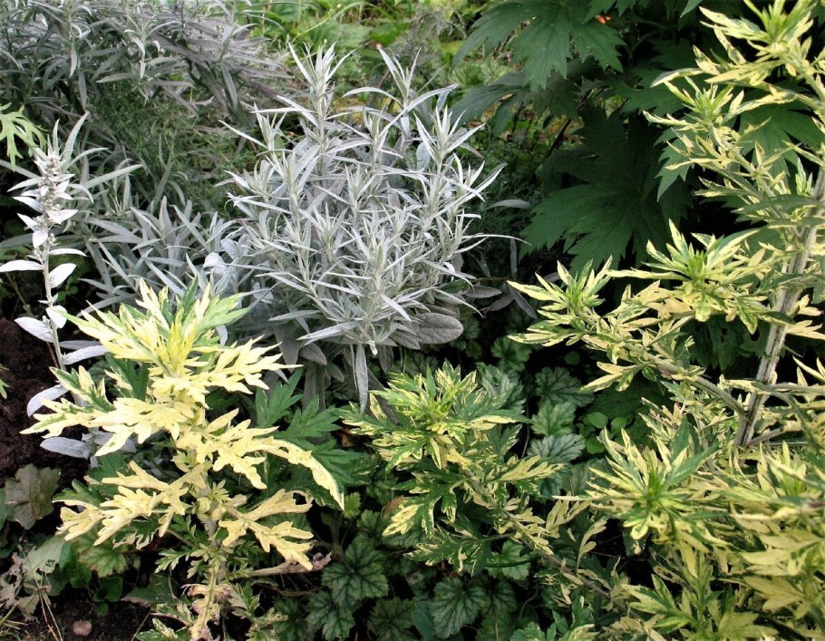 Полынь Луизианская 'Silver Queen'