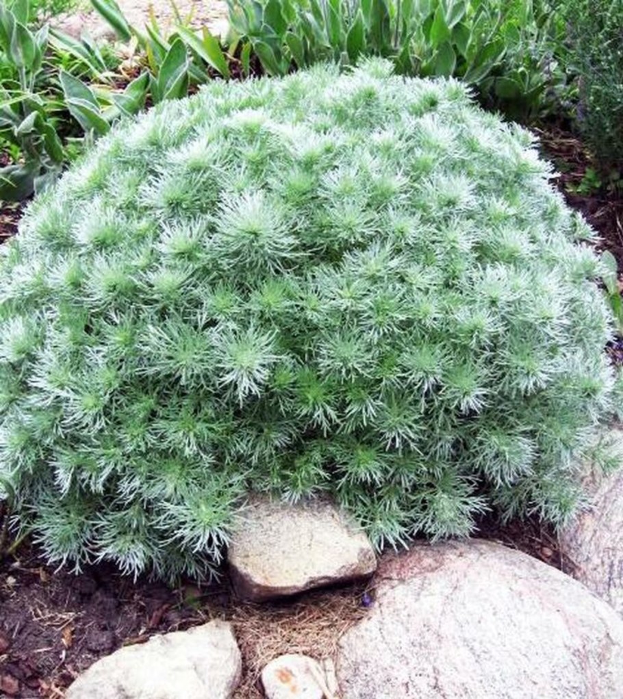 Полынь Шмидта Нана