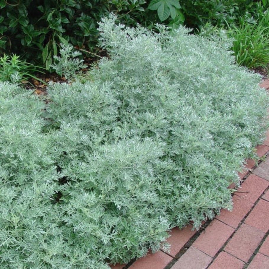 Полынь Людовика Сильвер Квин