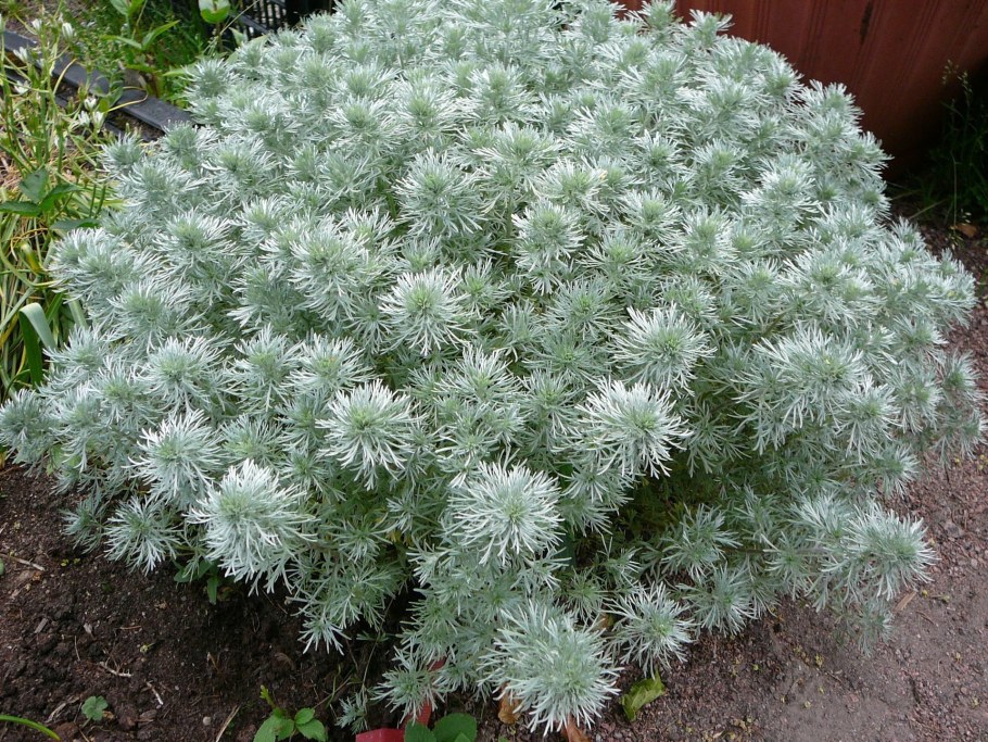 Полынь Шмидта Artemisia schmidtiana