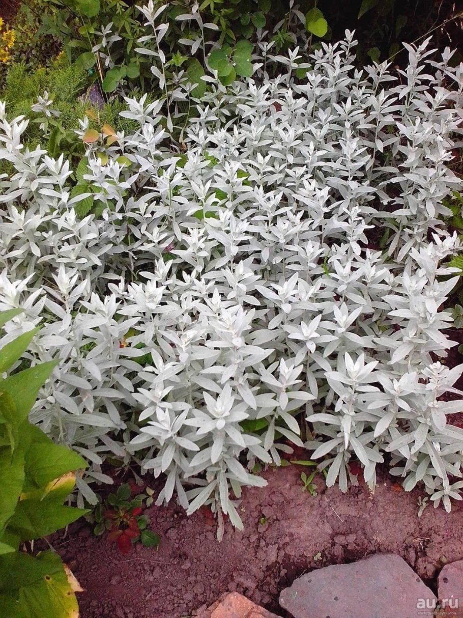 Полынь Горная низкорослая серебристая