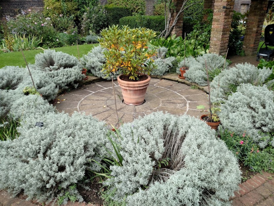 Сантолина кипарисовидная