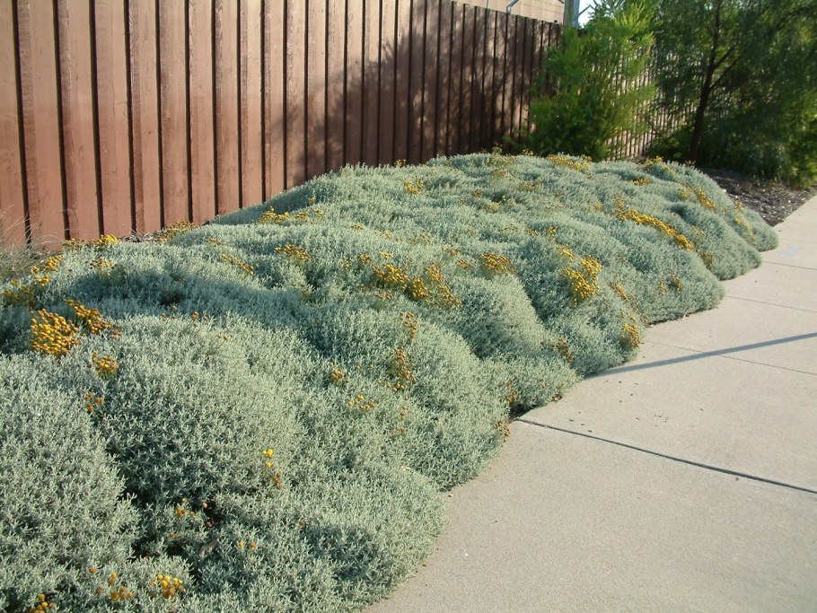 Сантолина вечнозеленая