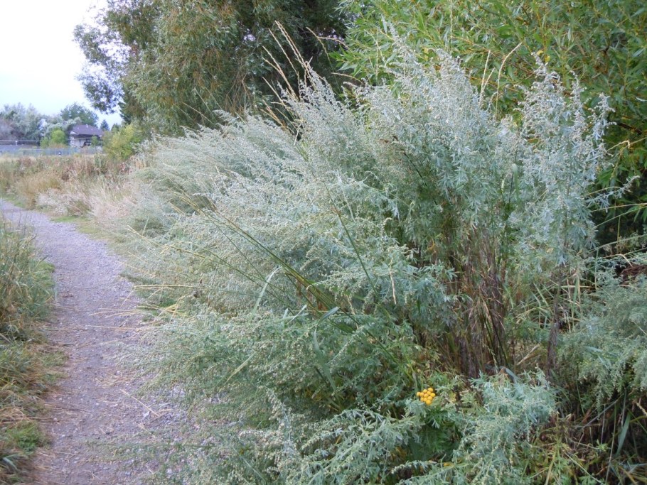 Полынь Ледебура