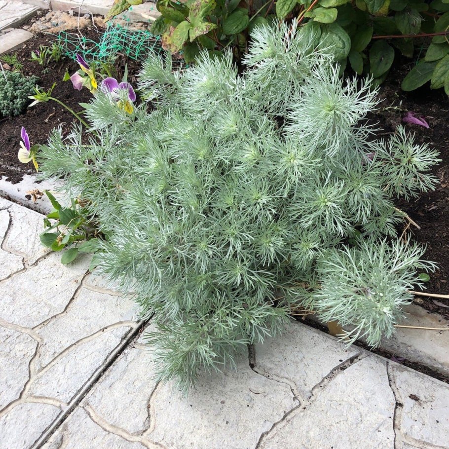 Полынь Шмидта Нана композиции