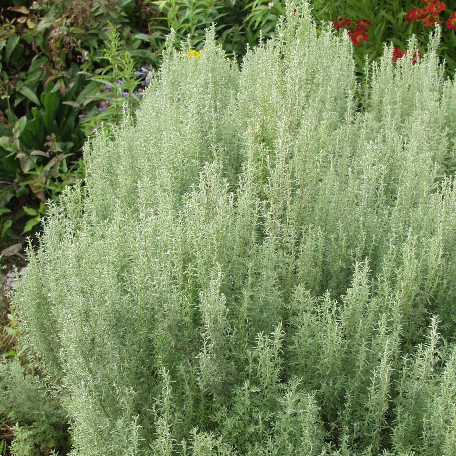 Полынь Понтийская