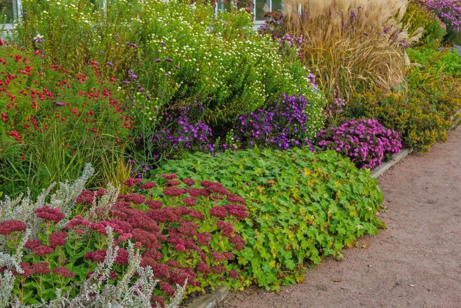 Полынь Шмидта Нана