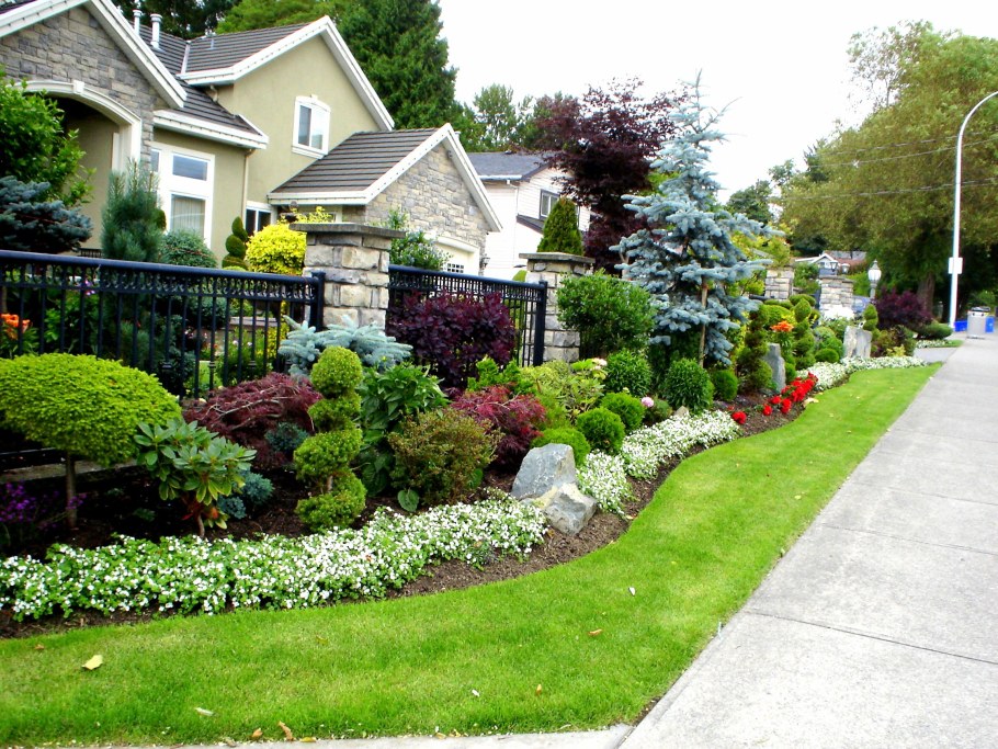 Растения вдоль забора