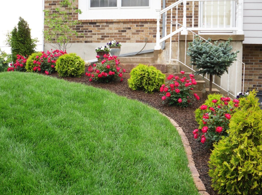 Рабатка Тунберга