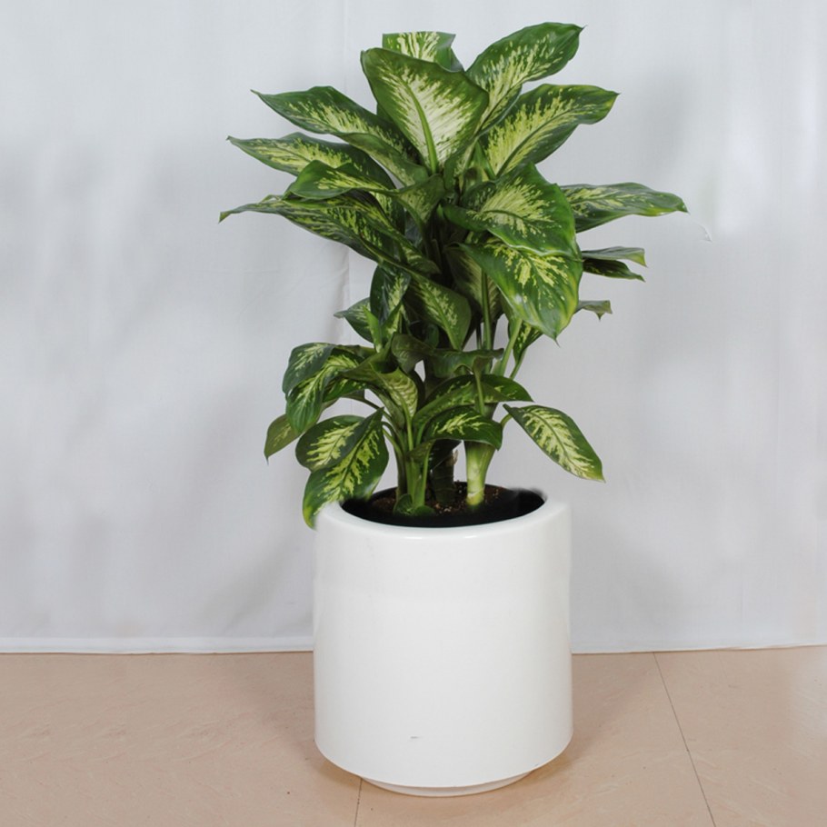 Диффенбахия Вайт Амазон