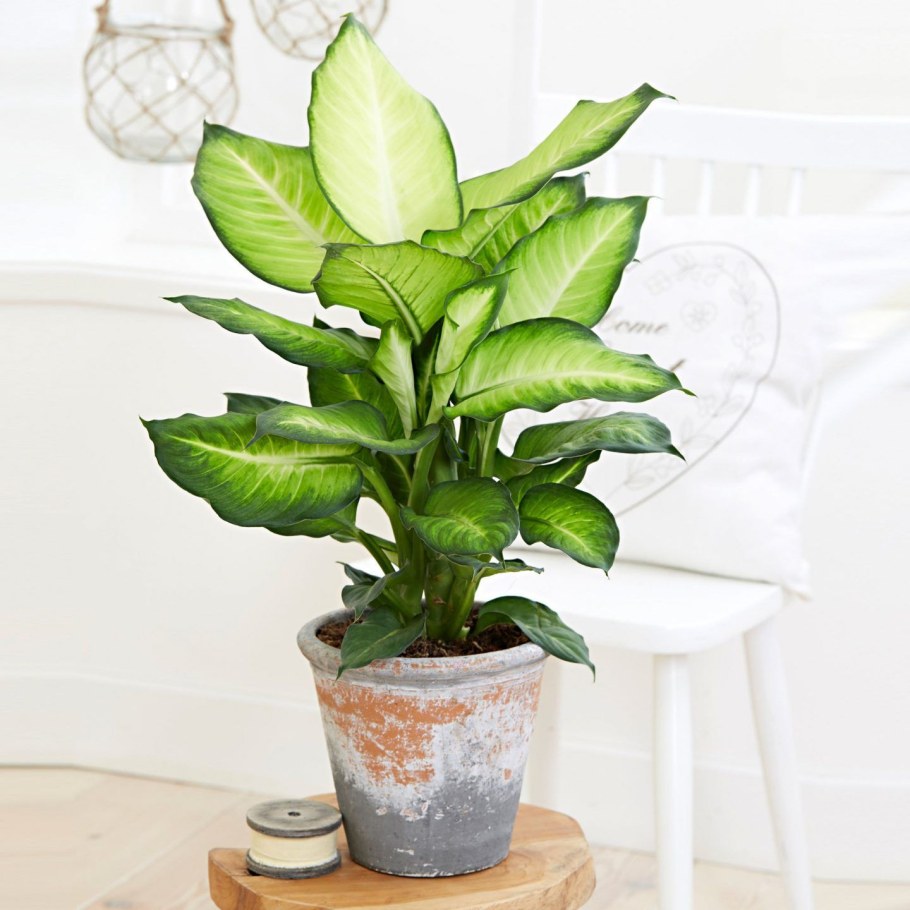 Dieffenbachia Summer Style/Диффенбахия саммер стайл