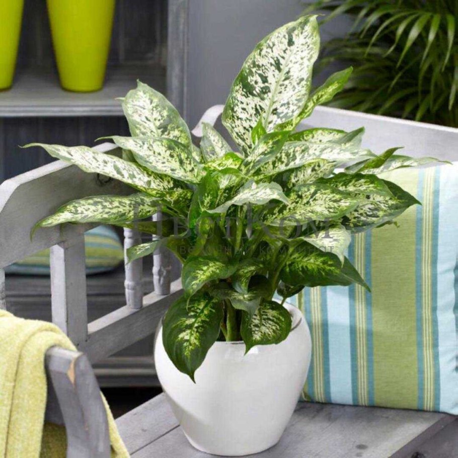 Диффенбахия Пальма