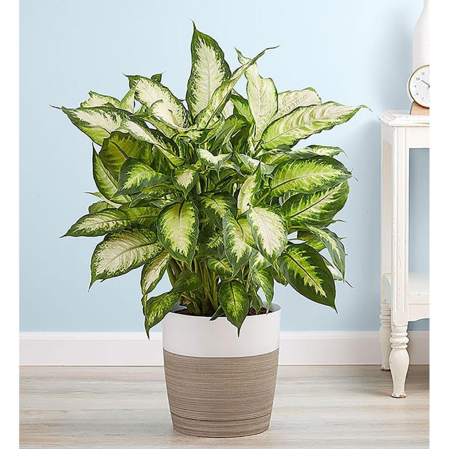 Диффенбахия крупнолистоовая