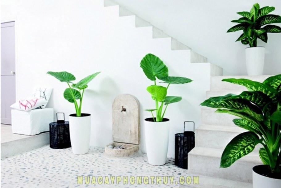 Диффенбахия в кашпо