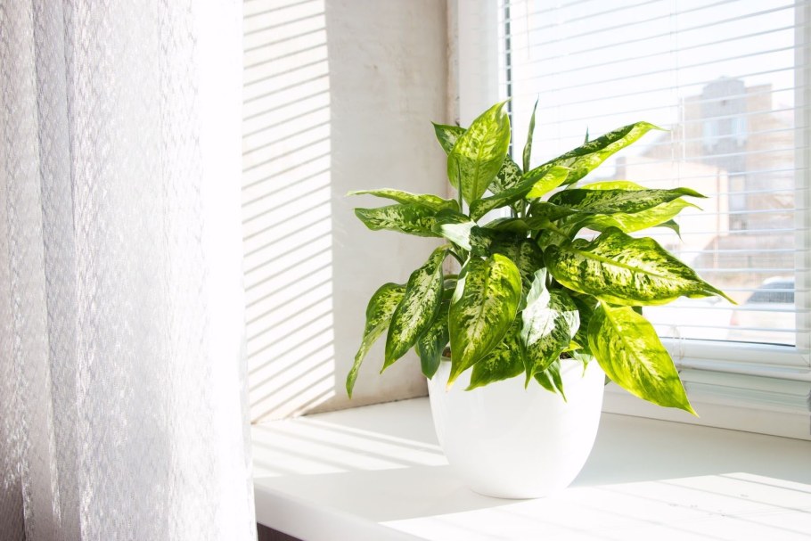 Диффенбахия Сегуина