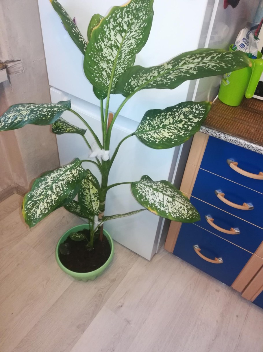 Цветы Азалия и Диффенбахия