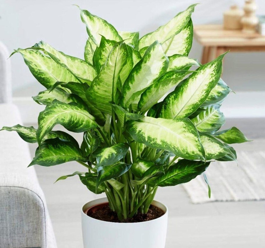 Диффенбахия кустовая Камилла