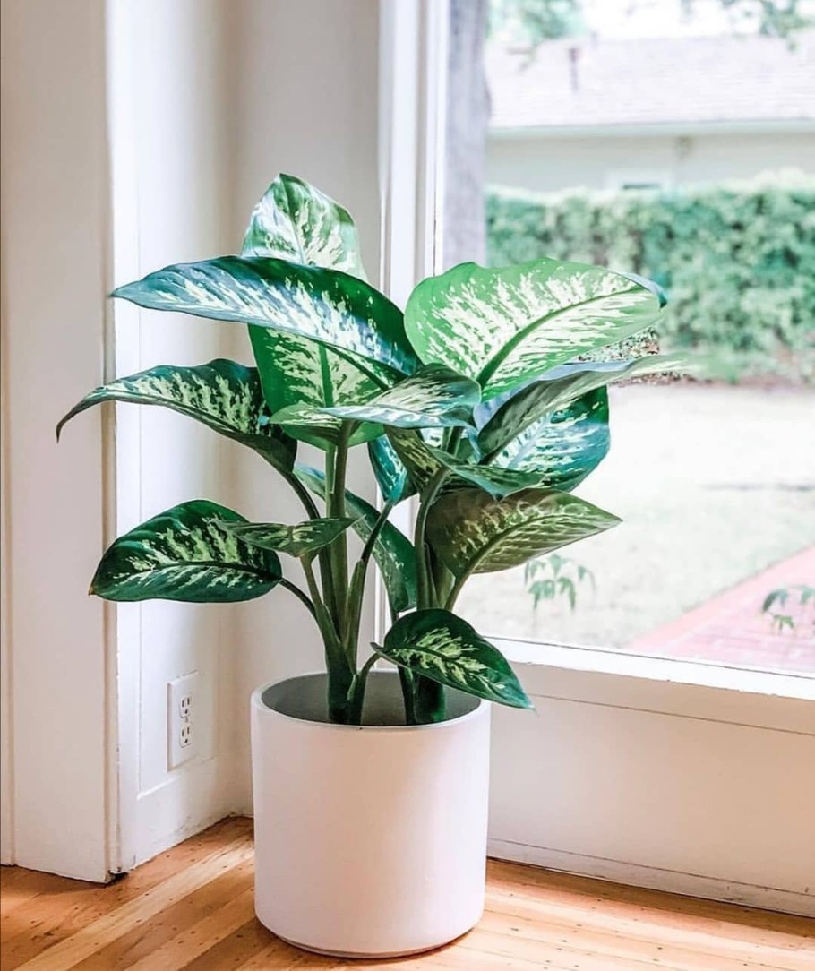 Монстера Диффенбахия