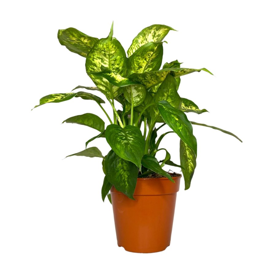 Диффенбахия Грин Мэджик