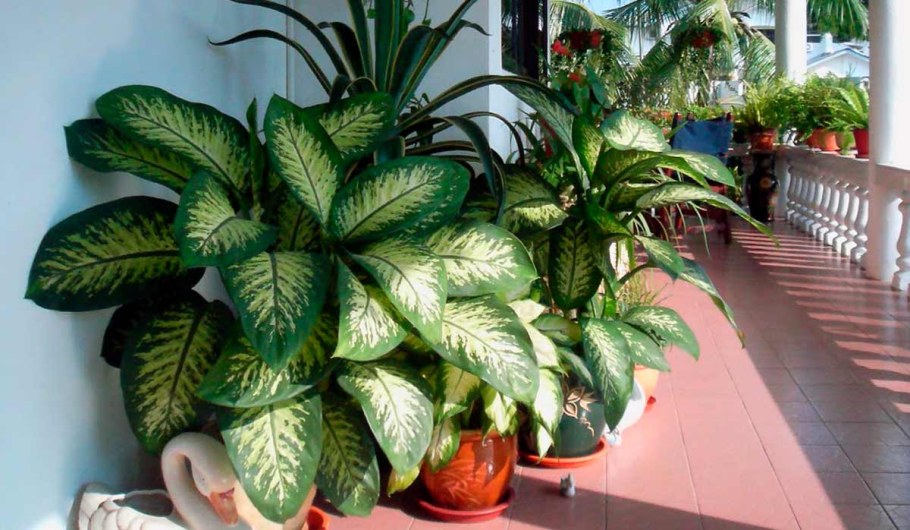 Диффенбахия цветок