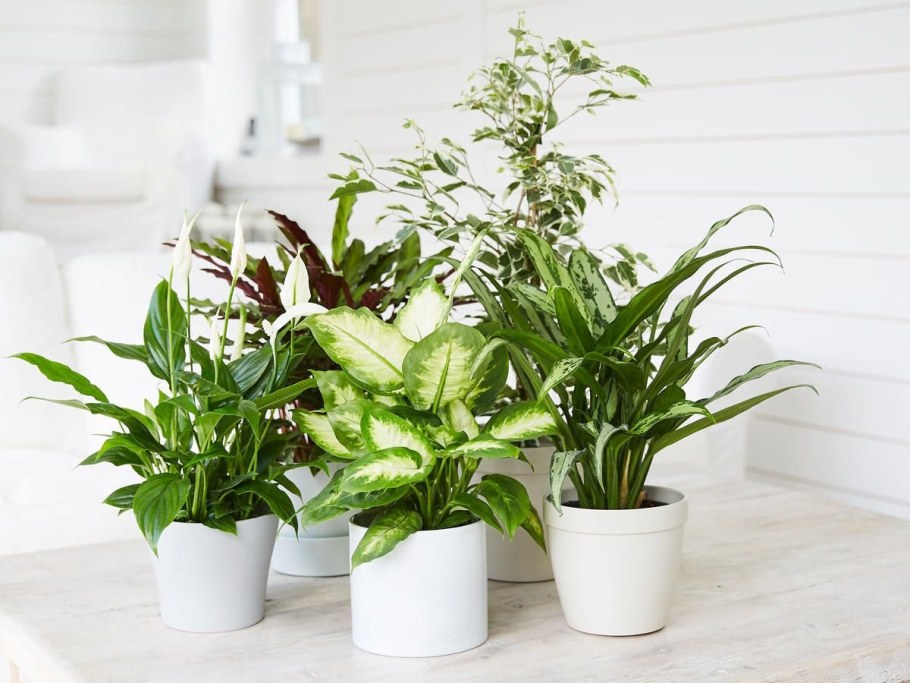 Комнатные растения