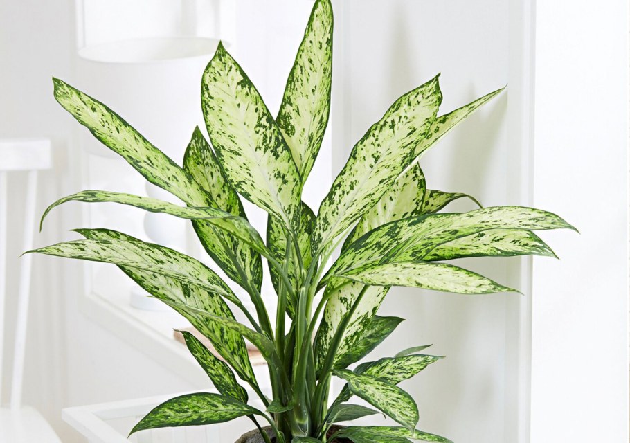 Диффенбахия Vesuvius