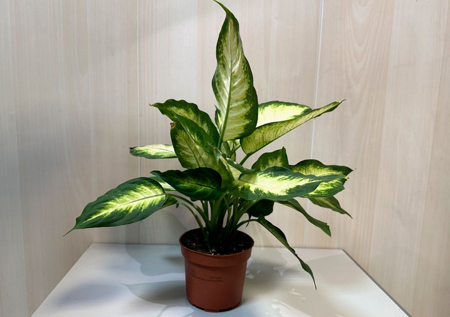 Диффенбахия 9 20