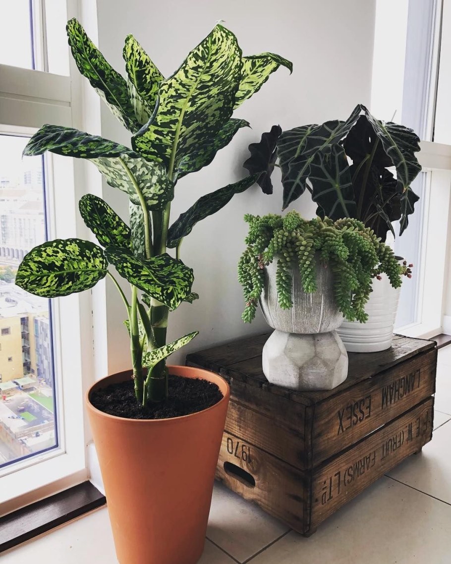 Диффенбахия Ароидные