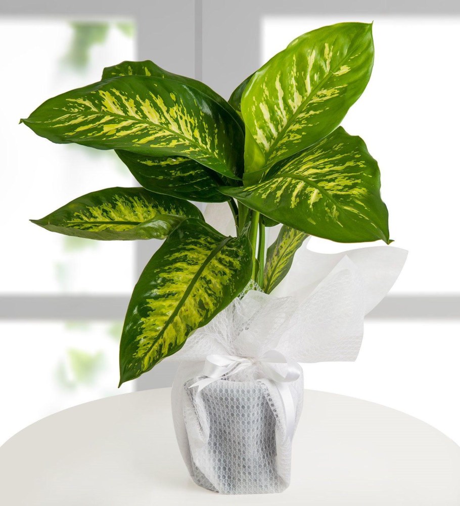 Диффенбахия Тропик Сноу