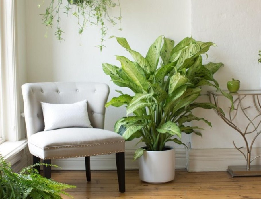 Растение Диффенбахия Камилла