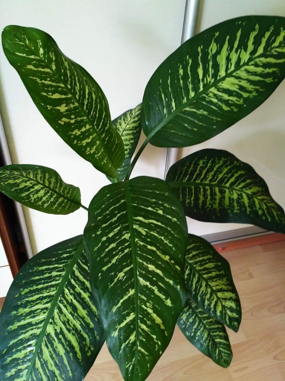 Диффенбахия Пальма