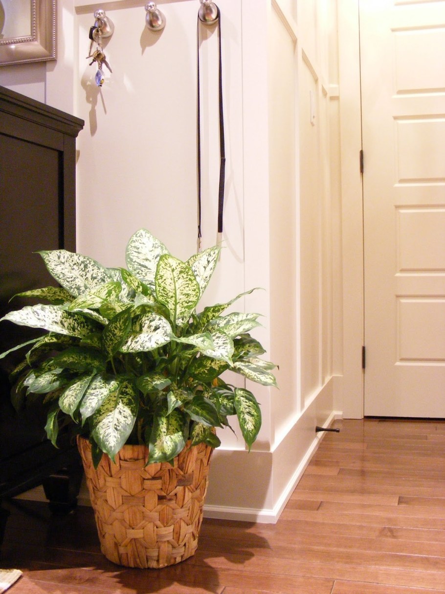 Диффенбахия в квартире